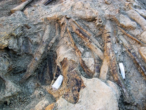 Apatosaurus ribs, scapula